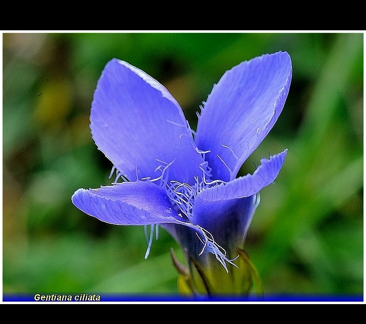 gentiana ciliata