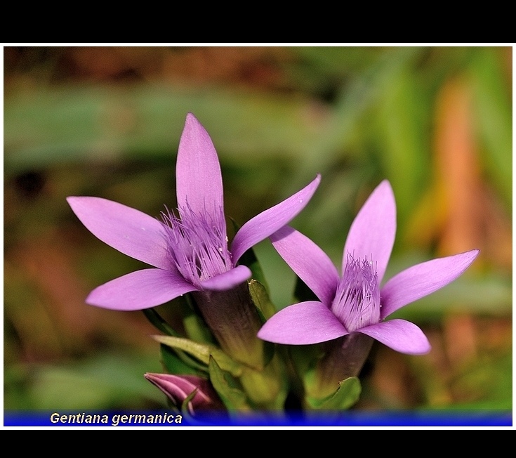 gentiana germanica