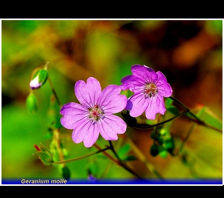 geranium molle