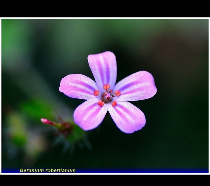 geranium robertianim