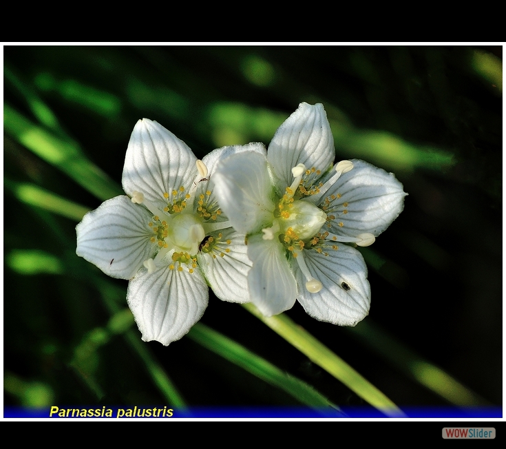 parnassia palustris
