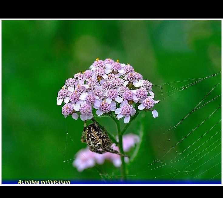 achillea millefolium