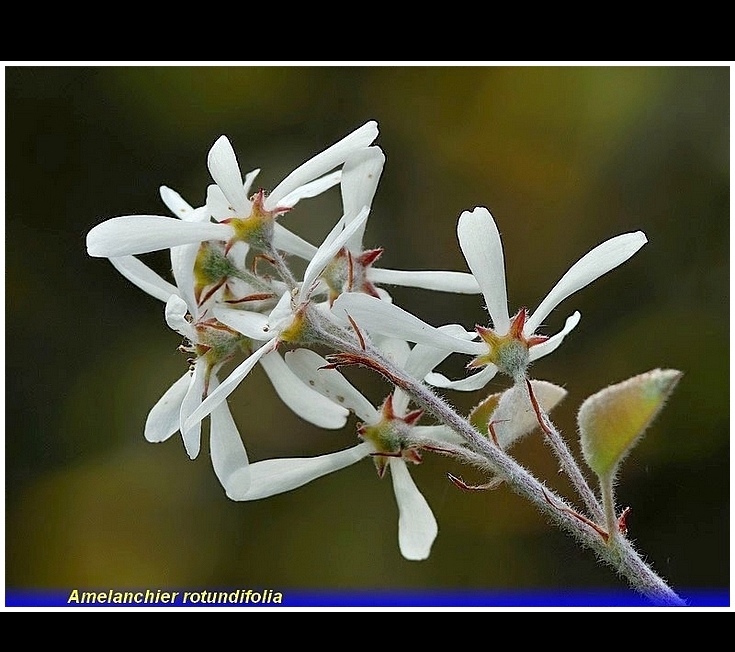 amelanchier rotundifolia