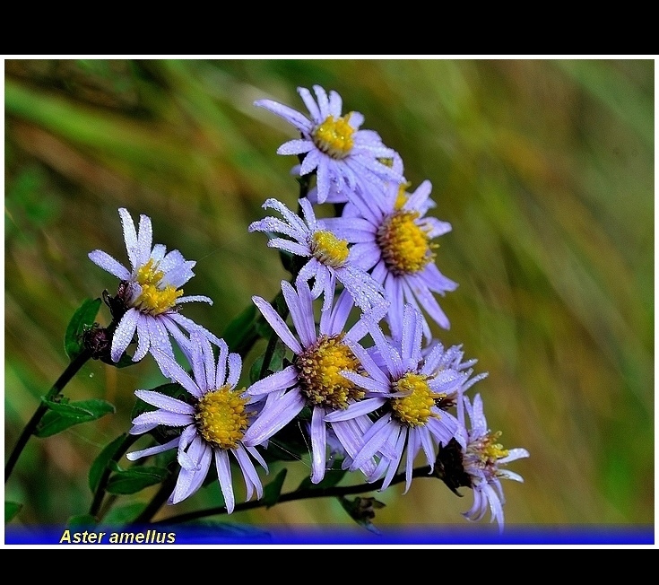 aster amellus