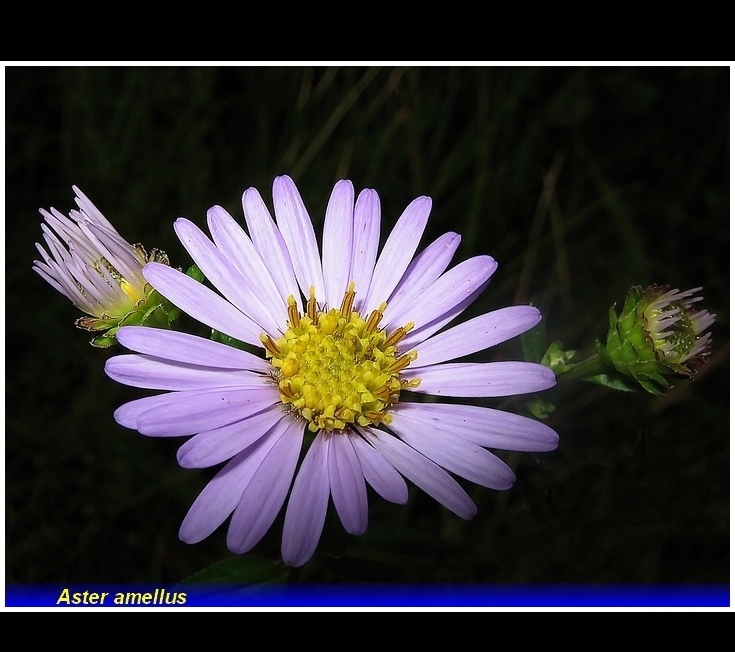 aster amellus .