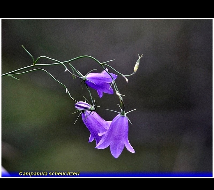 campanula scheuchzeri