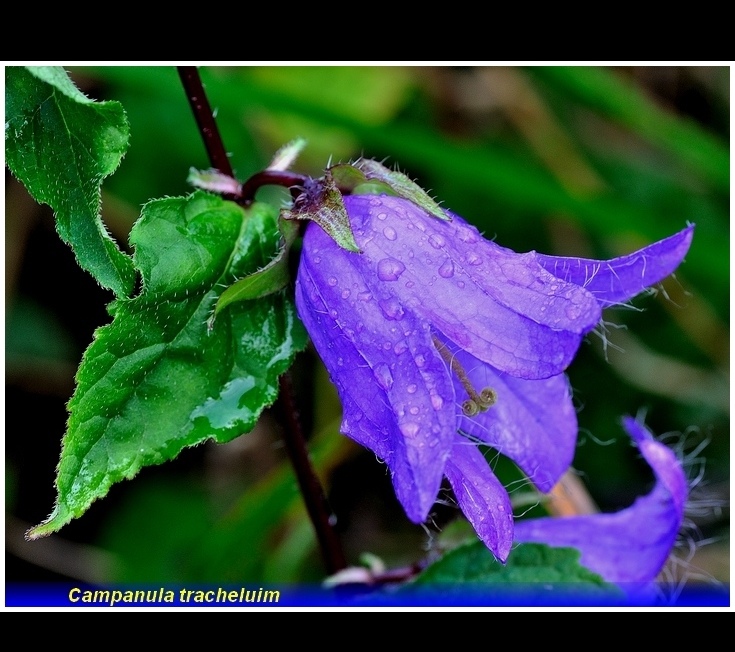 campanula trachelium