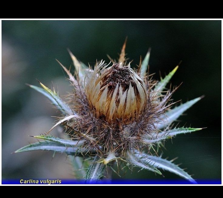 carlina vulgaris