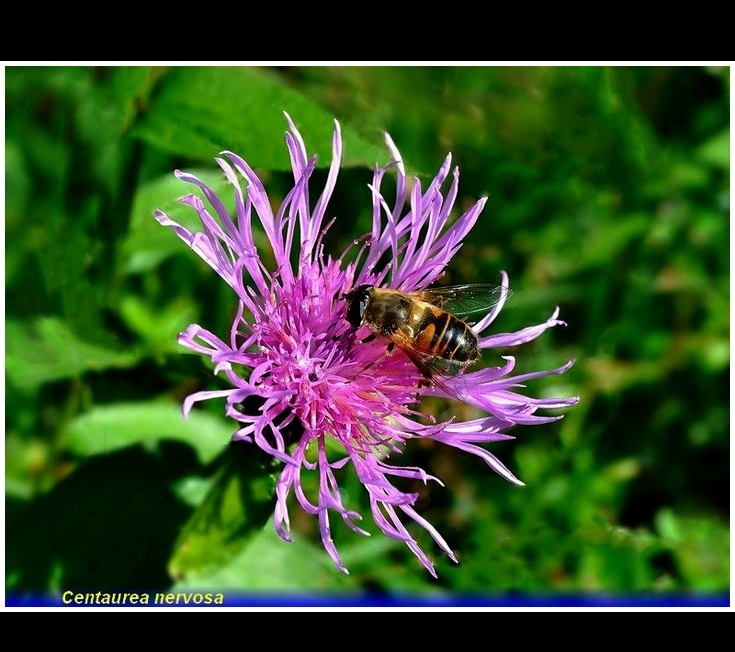 centaurea nervosa