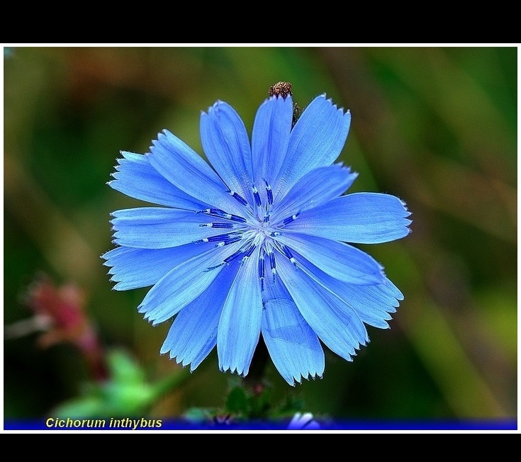 cichorum inthybus