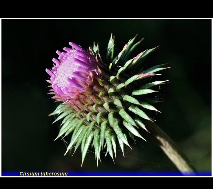 cirsium tuberosum