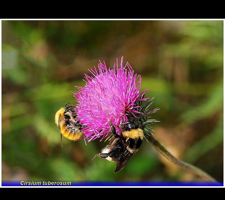 cirsium tuberosum .