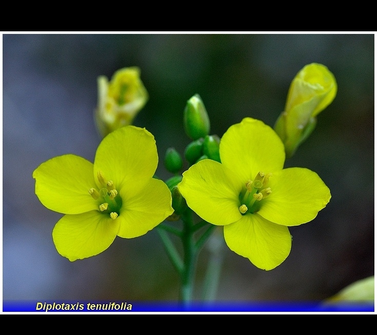 dplotaxis tenuifolia