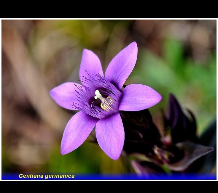 gentiana germanica