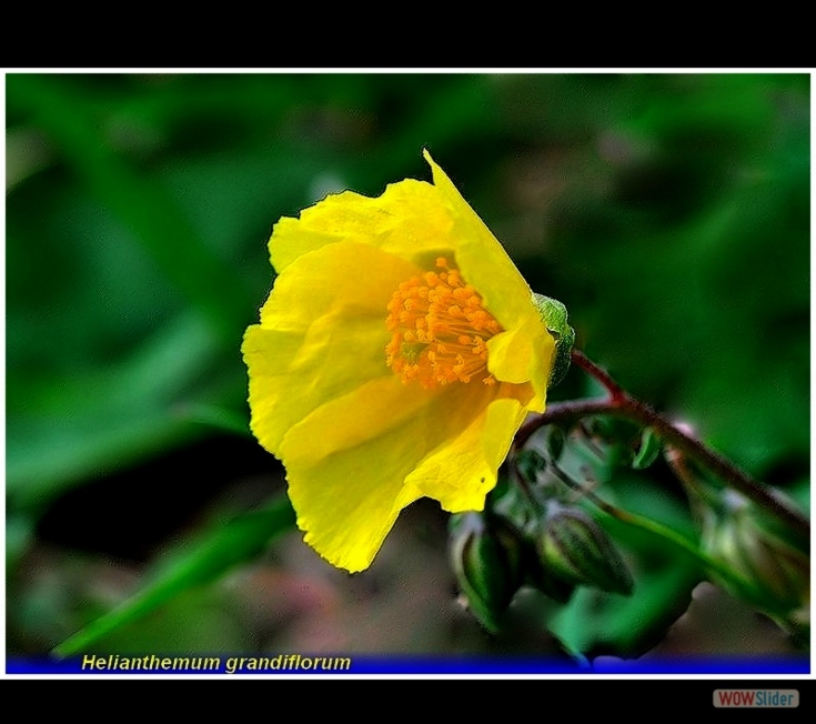 helianthemum grandiflorum