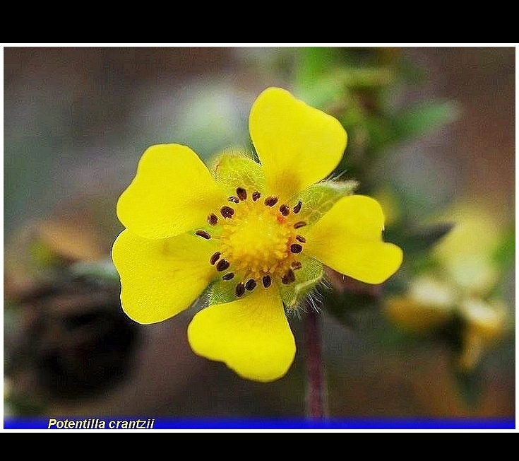 potentilla crantzii