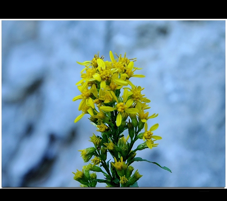 solidago virgo aurea