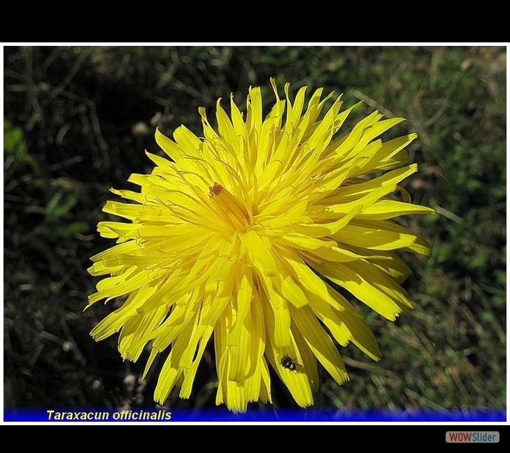 taraxacum officinalis