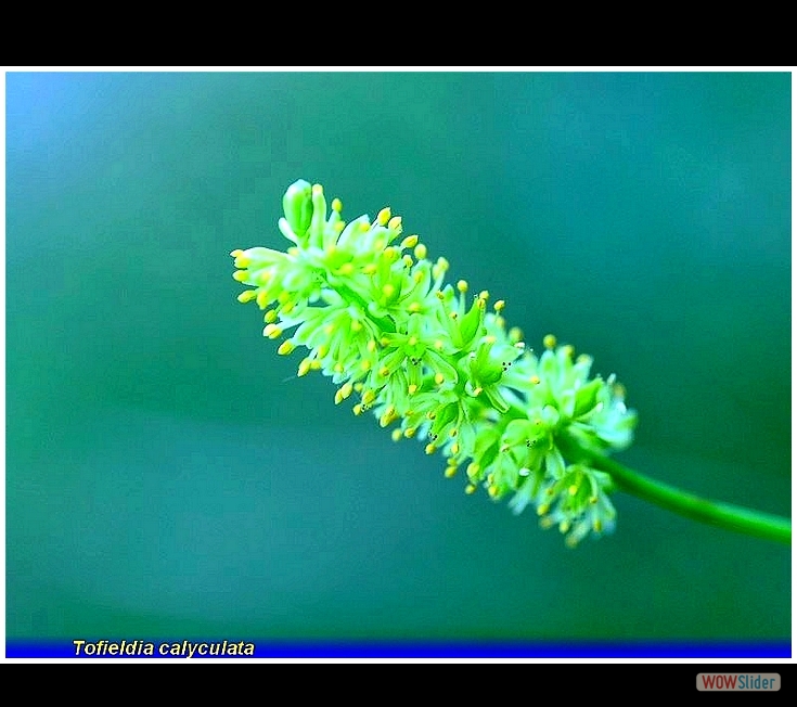 tofieldia calyculata