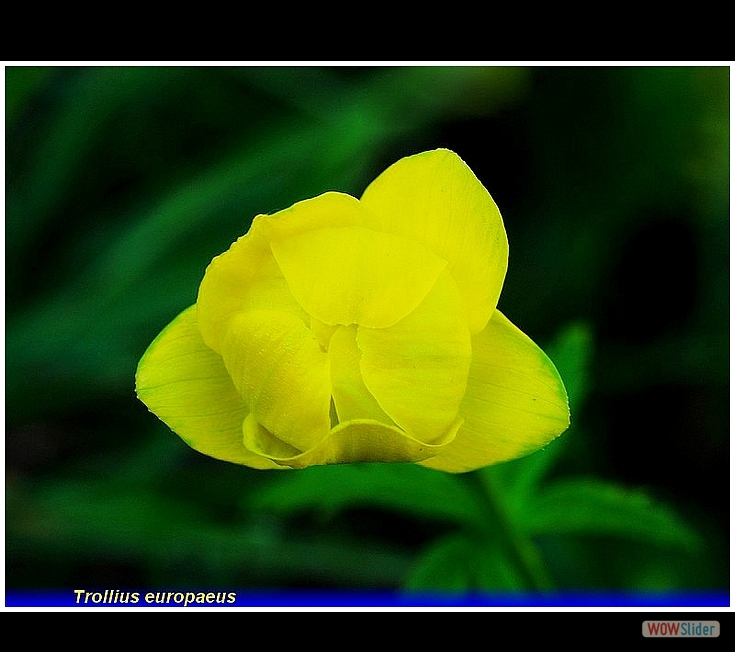 trollius europaeus