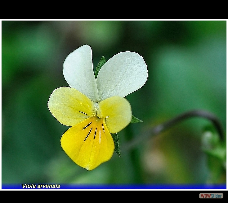 viola arvensis