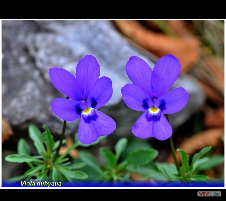 viola dubyana