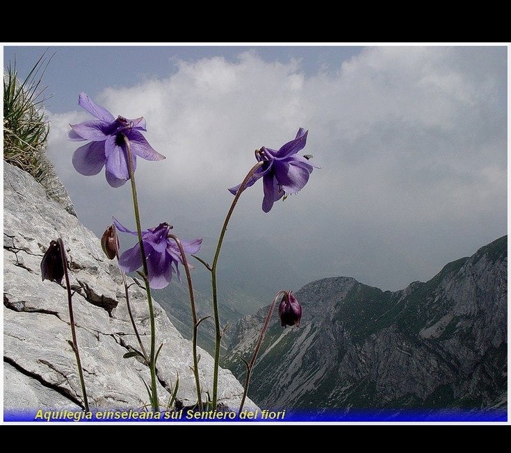 aquilegia einseleana sentiero dei fiori