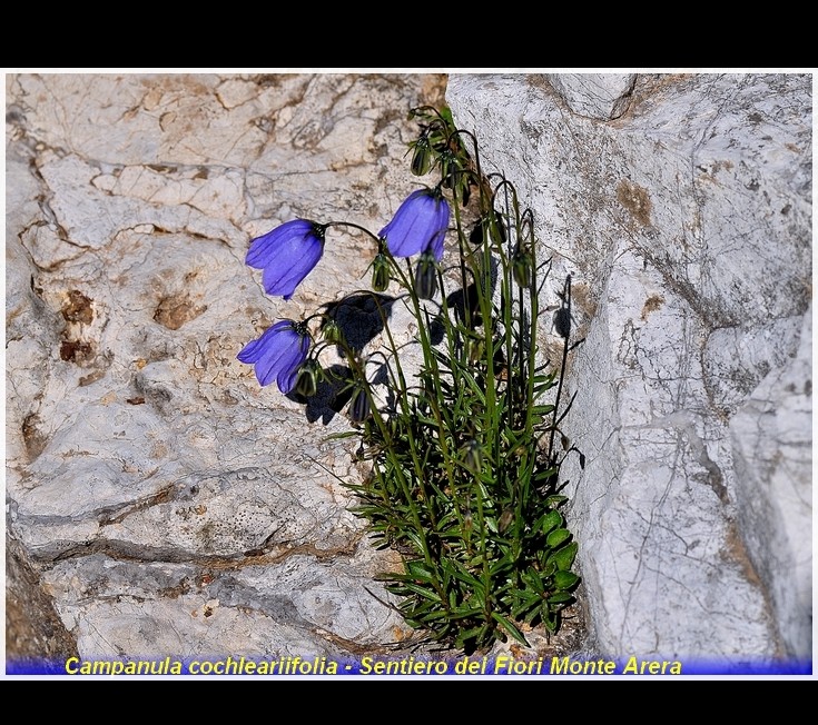 Campanula cochlearifola sentiero dei fiori