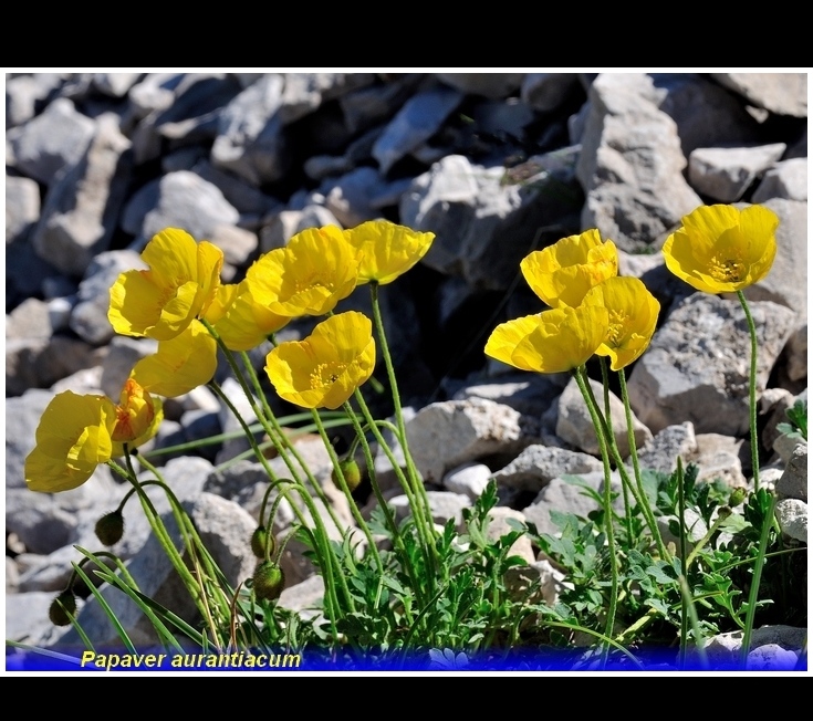 papaver aurantiacum