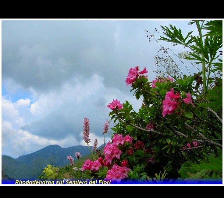 rododendri sul sentiero dei fiori arera