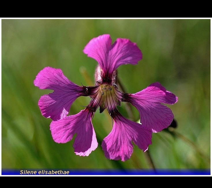 silene elisabethae