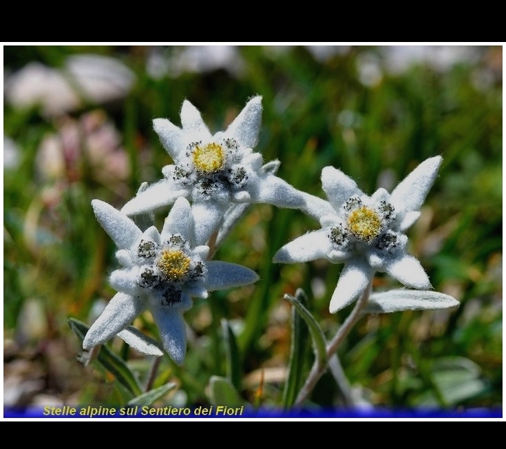 sttelle alpine al sentiero dei fiori del monte arera