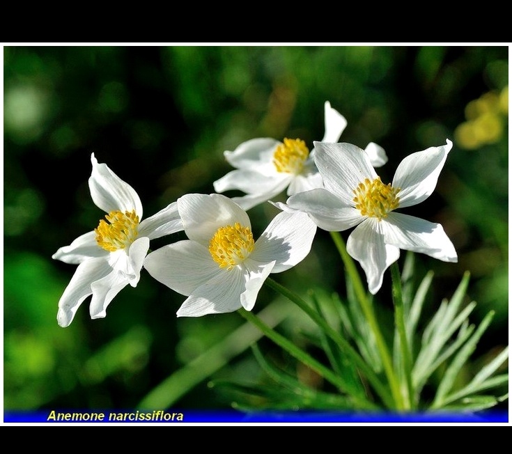 anemone narcissiflora