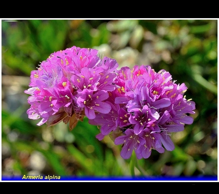 armeria alpina