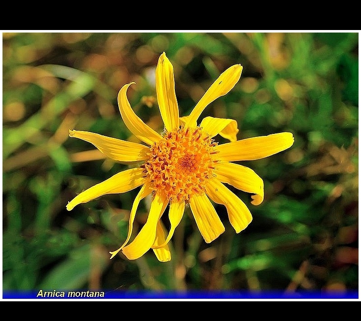 arnica montana