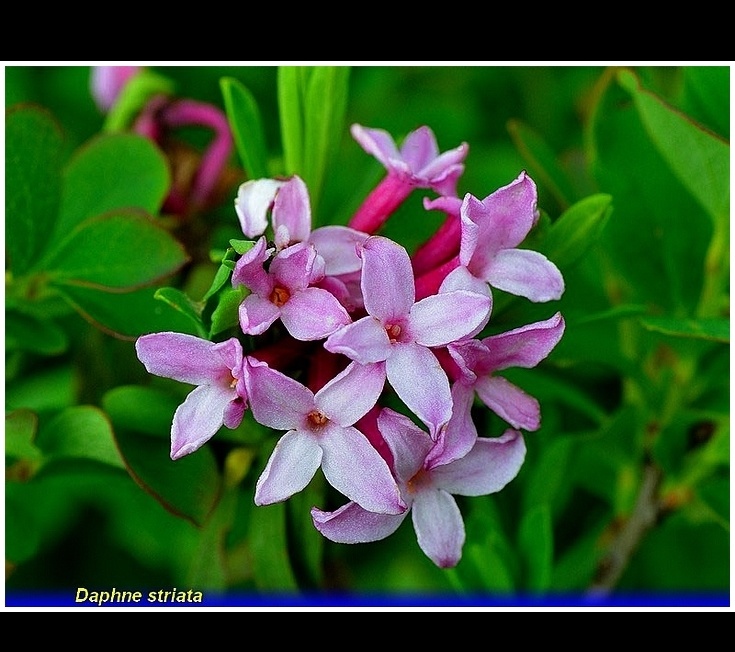 daphne striata