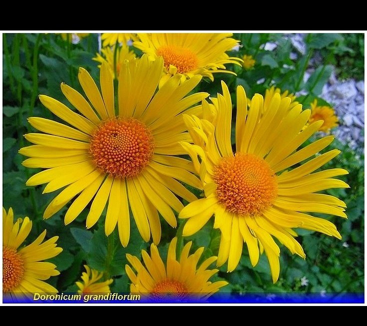 doronicum grandiflorum