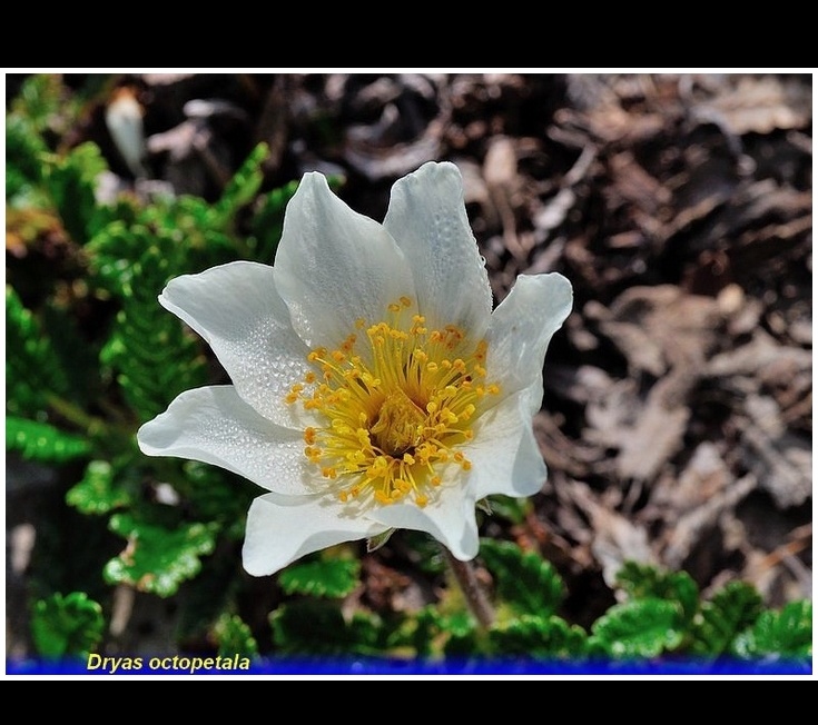dryas octopetala