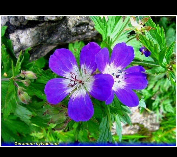 geranium sylvaticum