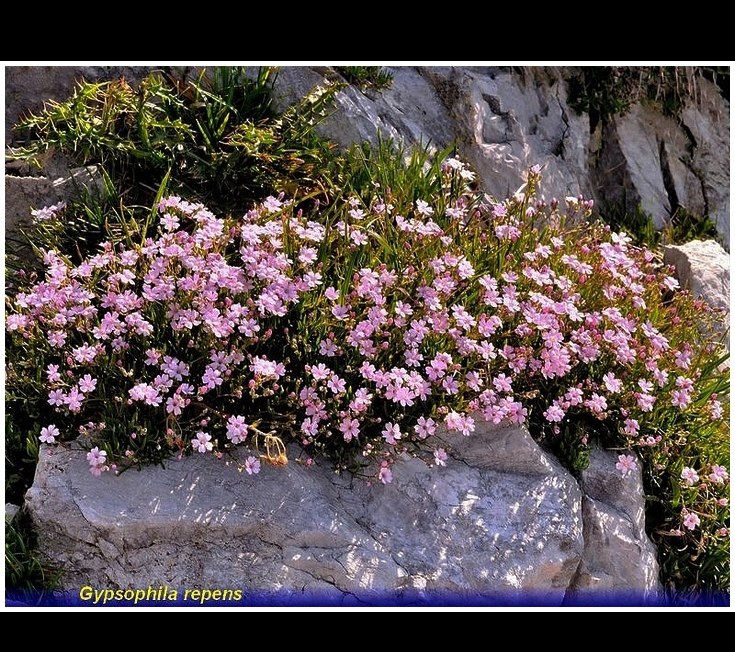 gypsophila repens