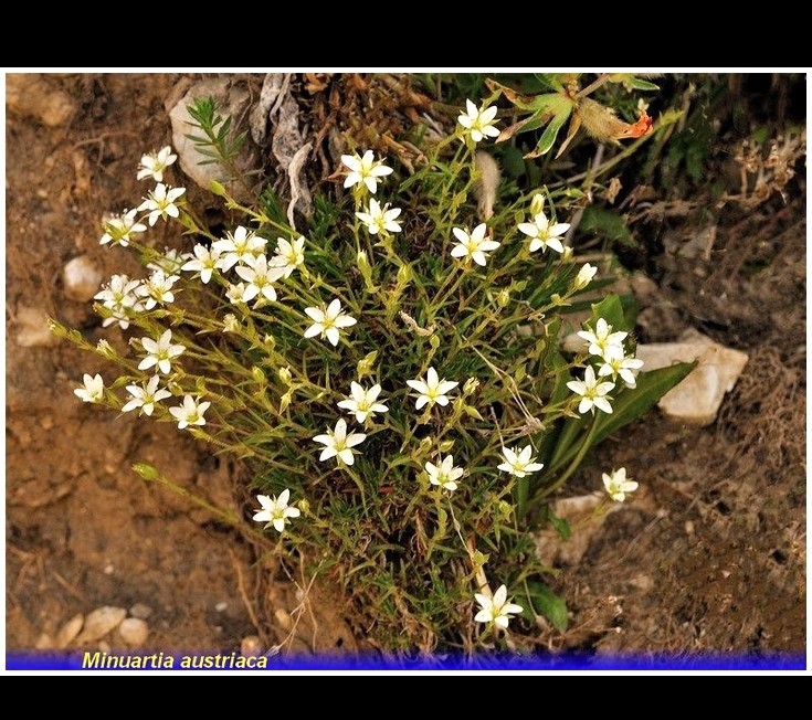 minuartia austriaca