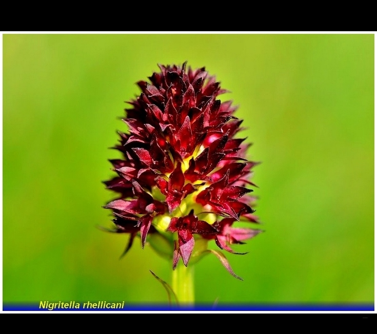 nigritella rhellicani