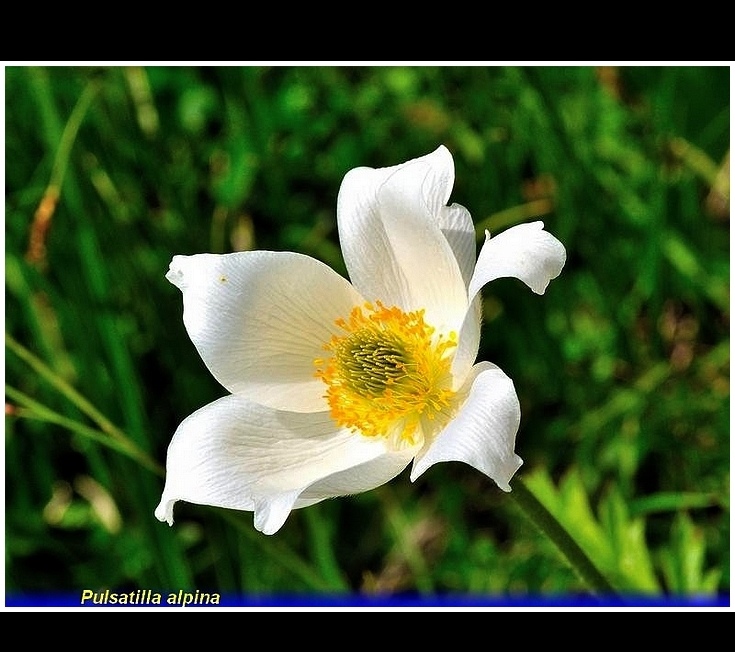 pulsatilla alpina