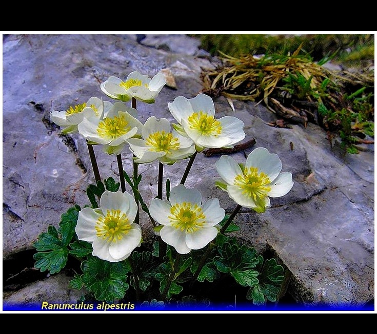 ranunculus alpestris