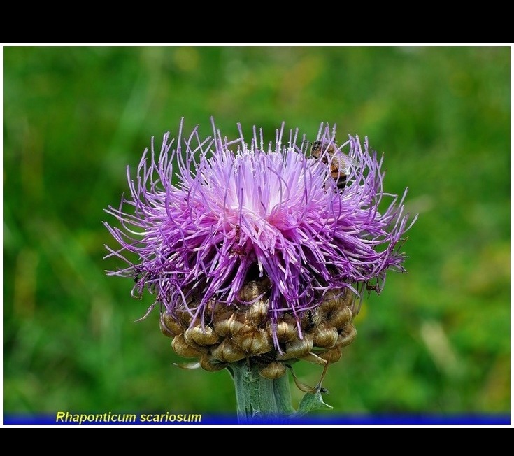 raphonticum scariosum