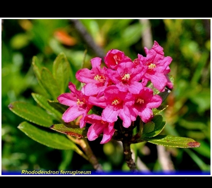 rhododendron ferrugineum