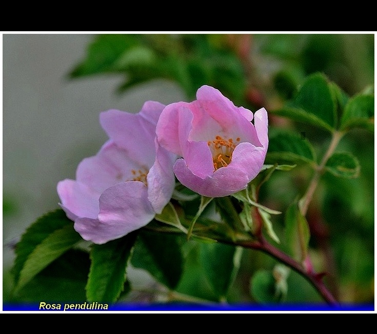 rosa pendulina