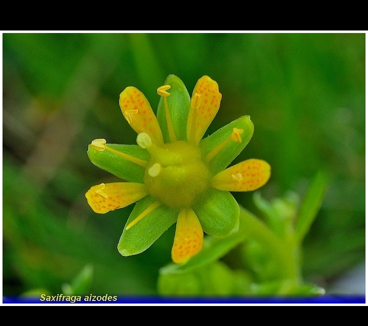 saxifraga aizoides