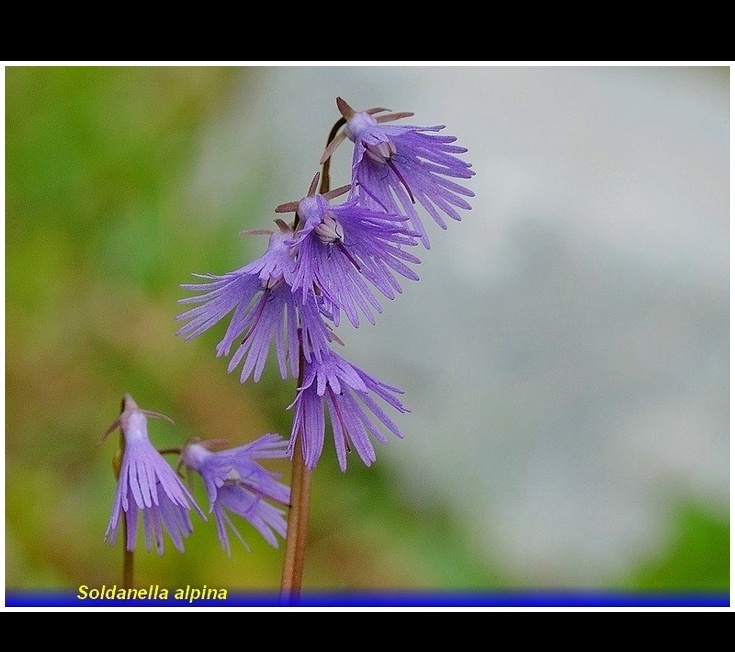soldanella alpina