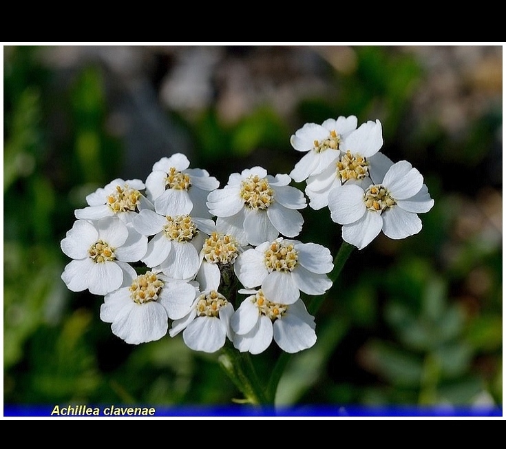 achillea clavenae